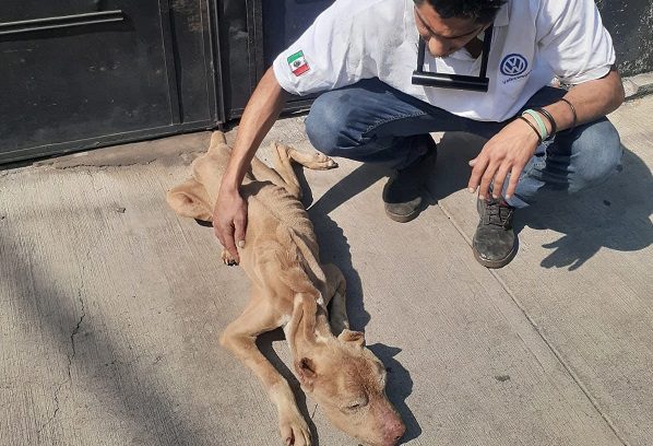 Procesan al sujeto que maltrataba a perros, gatos y una iguana en la Benito Juárez