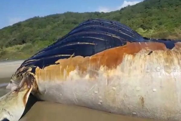 Localizan ballena jorobada muerta en playa de Guerrero #VIDEO