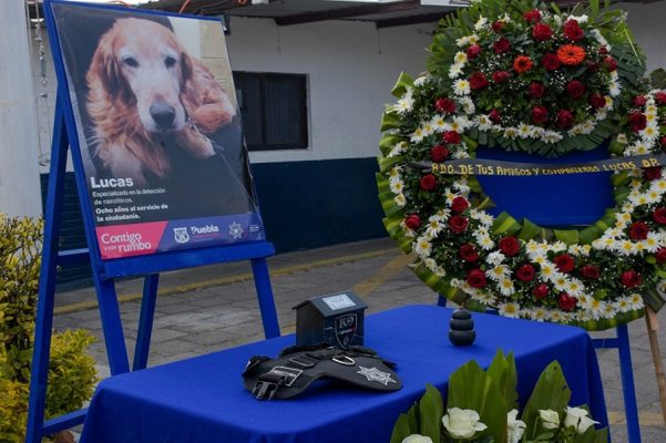 Con ceremonia, despiden a Lucas, perrito policía que ayudó a asegurar droga en Puebla