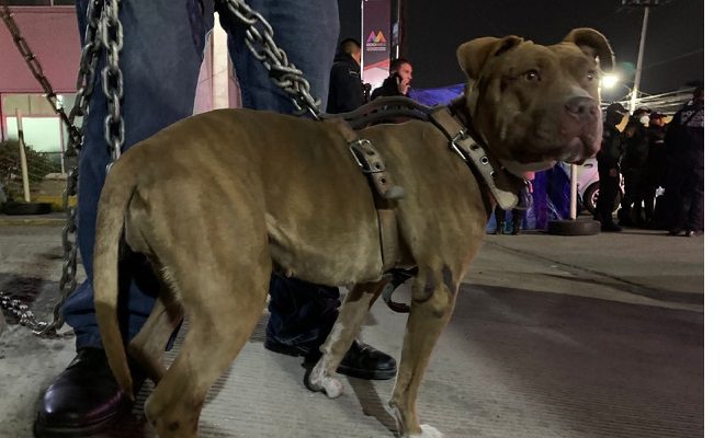 Detienen a trabajador del PVEM por maltrato animal, en Ecatepec