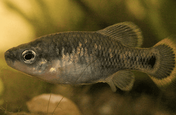 Tras considerarse extinto por 15 años, el pez tequila regresa a México