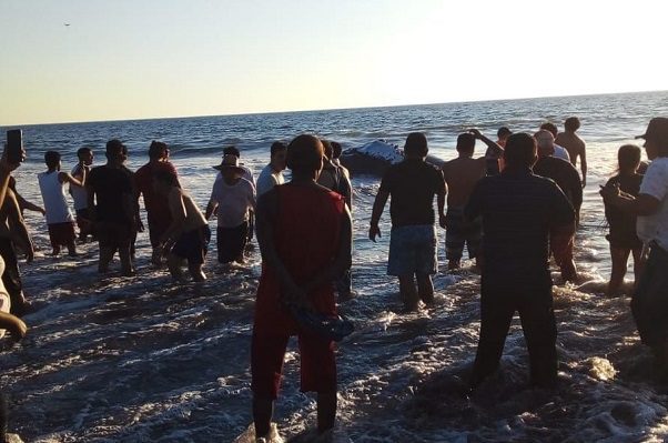 Localizan ballena jorobada muerta en playas de Tonalá, Chiapas