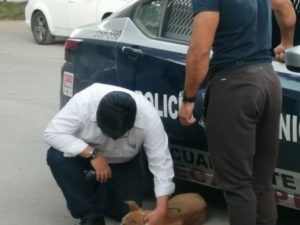 En Ecatepec, atacan con pirotecnia a perrito #FUERTE VIDEO