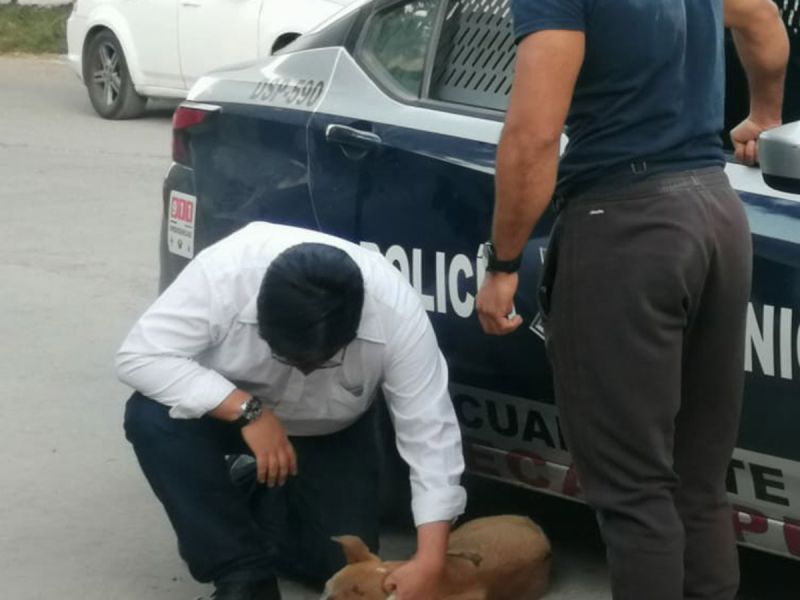 Atacan con pirotecnia a perrito en Ecatepec