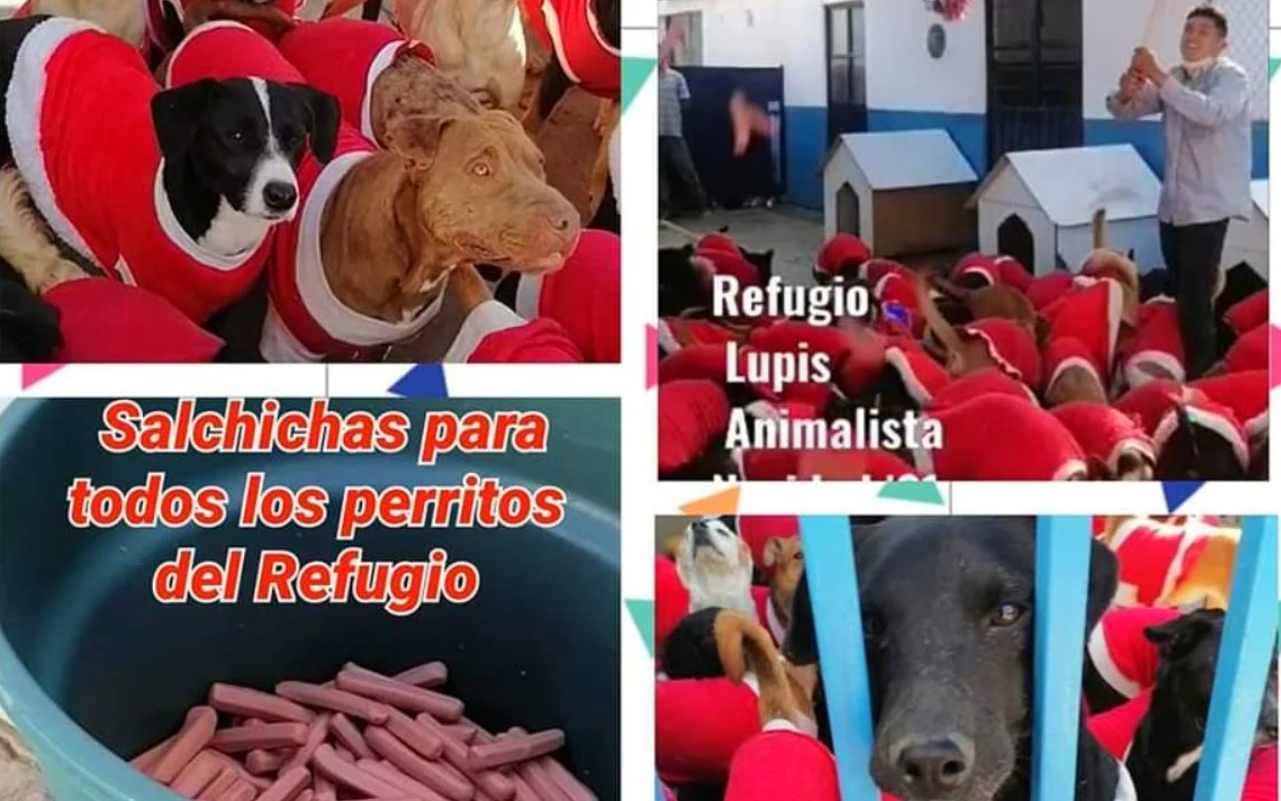 Posada para perritos enloquece las redes sociales #VIDEO