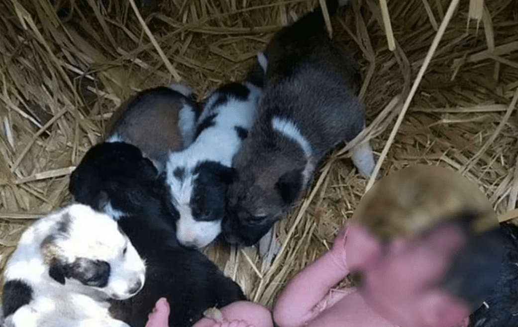 Abandonan a bebé en la India y cachorros la protegen del frío