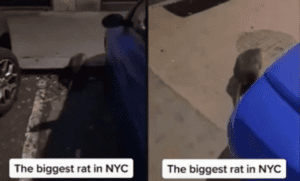 Rata gigante es captada en #VIDEO en NY, se vuelve viral