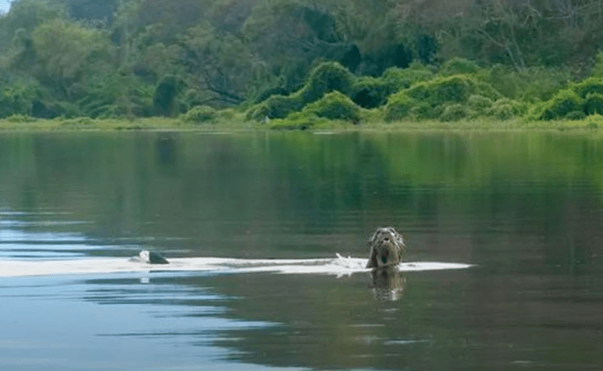 Tras 100 años de ausencia, se vuelve a avistar nutria gigante en Argentina