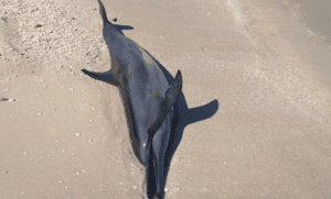 Hallan 4 delfines muertos en costas de Yucatán