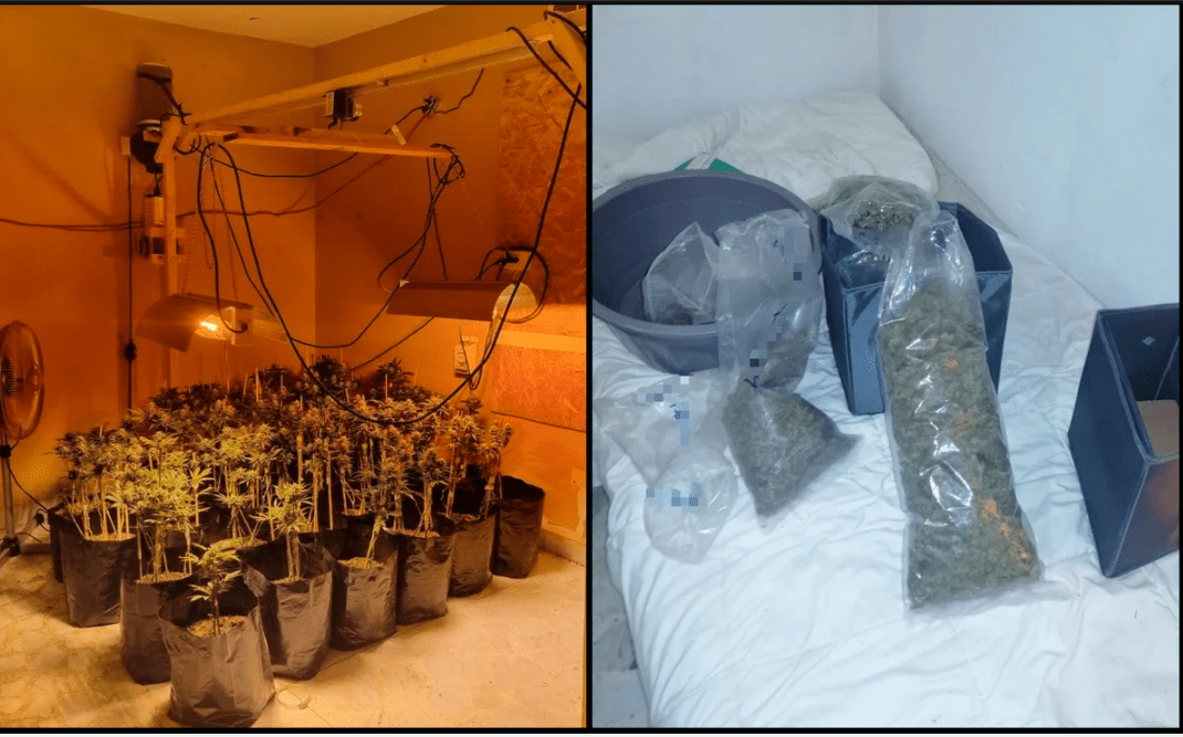 FGR desmantela invernadero de mariguana en NL