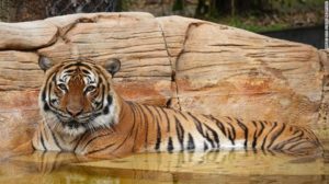 En Florida, matan a tiros a tigre de zoológico por atacar a un hombre