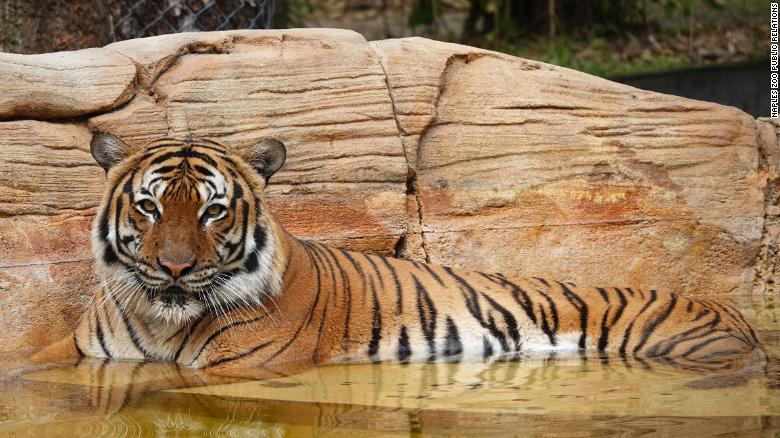 Eko, el tigre malayo asesinado en Florida