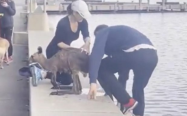 En Australia, hombre rescata a un canguro que se cayó al lago