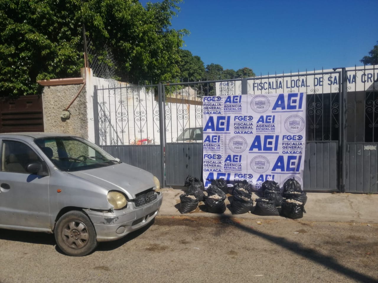 Fiscalía de Oaxaca asegura 15 mil huevos de tortuga