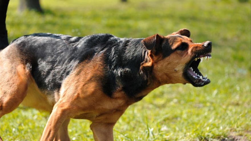 Perros desconocen y matan a su dueña en California