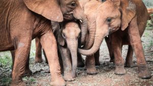 Rescatan a elefante huérfano y ahora tiene una nueva familia #VIDEO