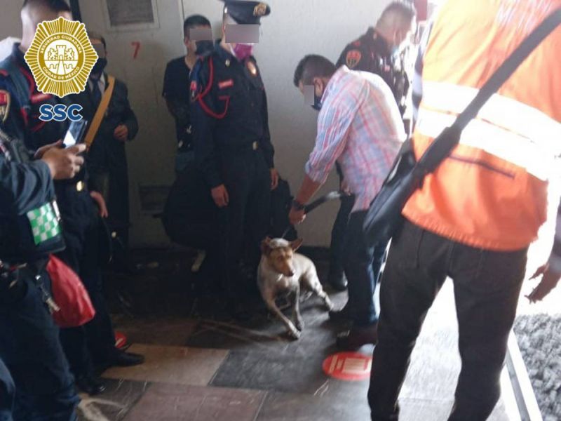 Rescatan a perrito en Metro Chabacano