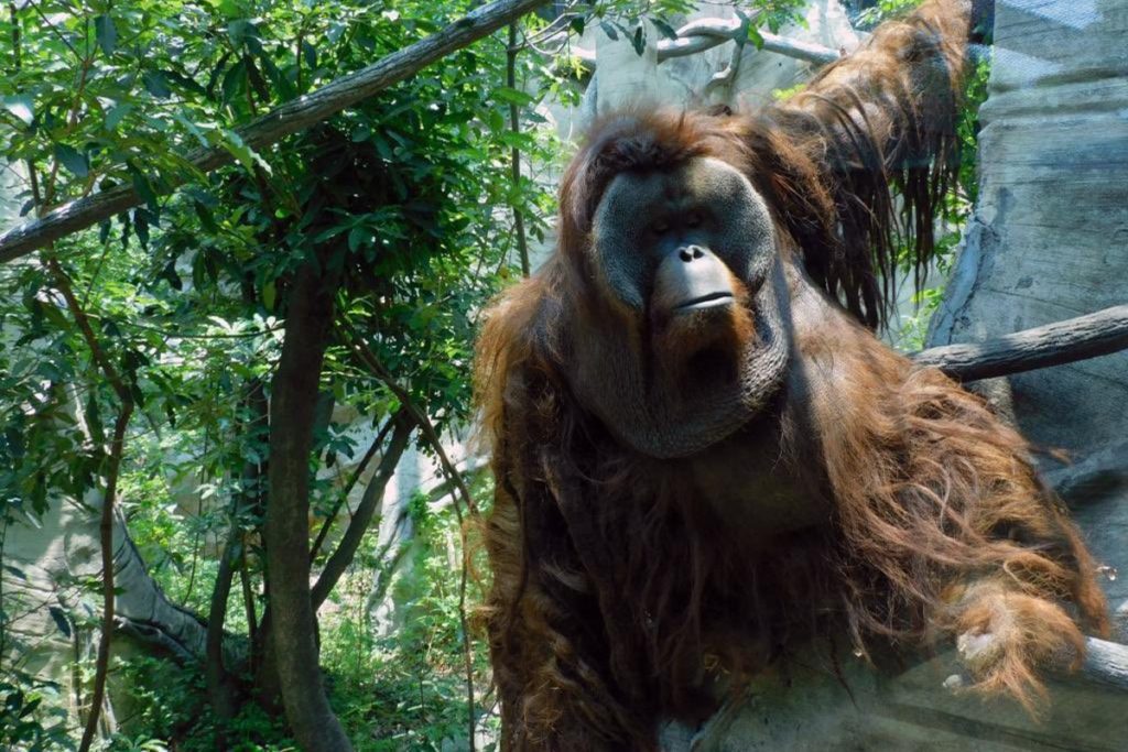 Toto, el célebre orangután del Zoológico de Chapultepec