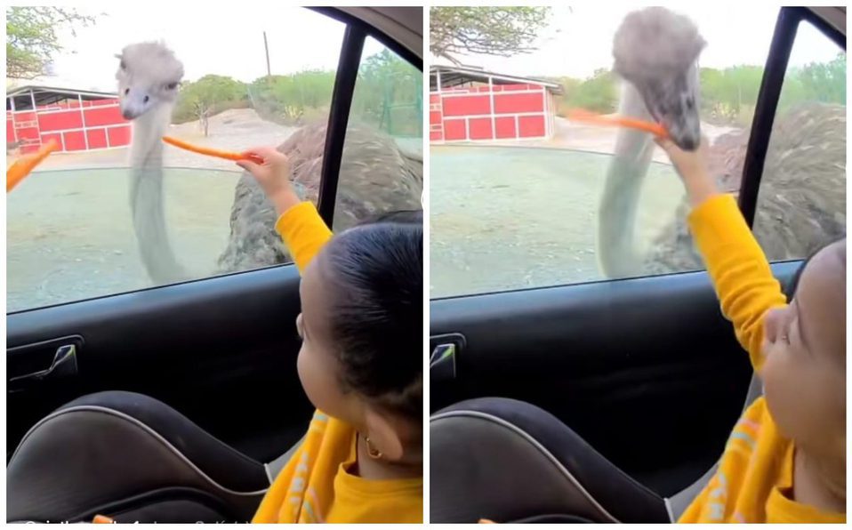 #VIDEO Avestruz muerde mano de niña y se vuelve viral