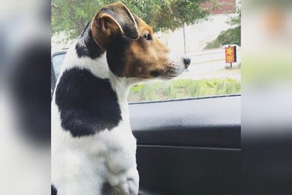 Usuario denuncia que VivaAerobus perdió a su perrito y no se quiere hacer cargo