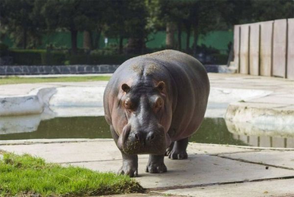 Muere la hipopótamo más longeva del Zoológico de San Juan de Aragón