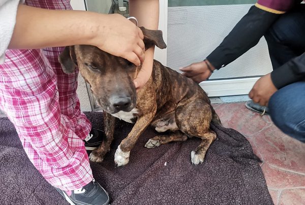 Sujeto ataca a tiros a perrito en Ecatepec