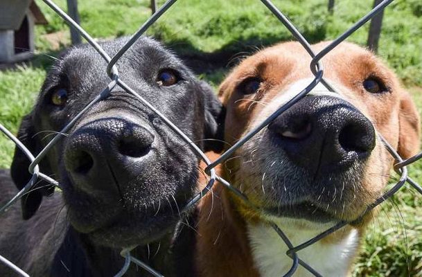 Denuncian a alberge en CDMX tras grabar a perros comiéndose a otro