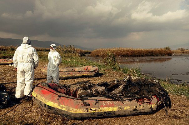 Alertan por nueva gripe aviar con mayor riesgo de propagación a humanos