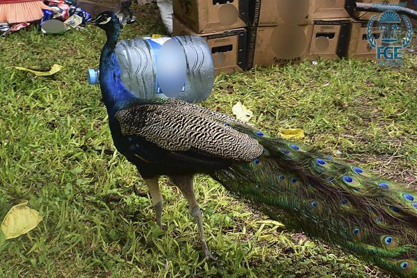 Aseguran rancho con 164 animales exóticos y detienen a tres, en el sur de QRoo