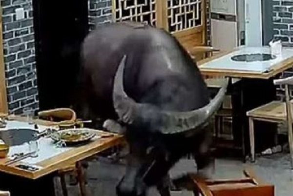 Búfalo escapa de matadero y embiste a hombre al interior de restaurante #VIDEO