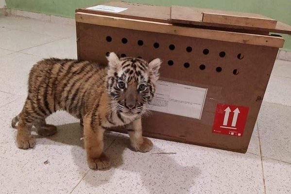 Rescatan a cachorrito de tigre de bengala en aeropuerto de Mérida