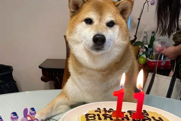 'Cheems', el perrito de los memes, cumple 11 años
