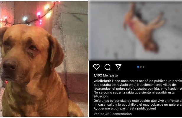 Exigen justicia por perrito asesinato a puñaladas, en San Luis Potosí