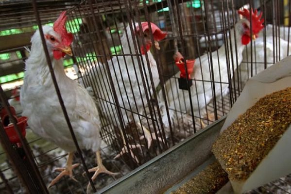 Más de 150 criaderos de Francia reportan brotes de gripe aviar