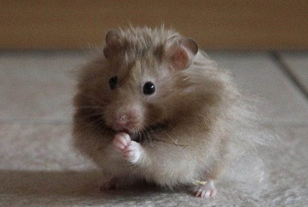 Hong Kong ordena el sacrificio de 2 mil hámsters por brote covid en tienda