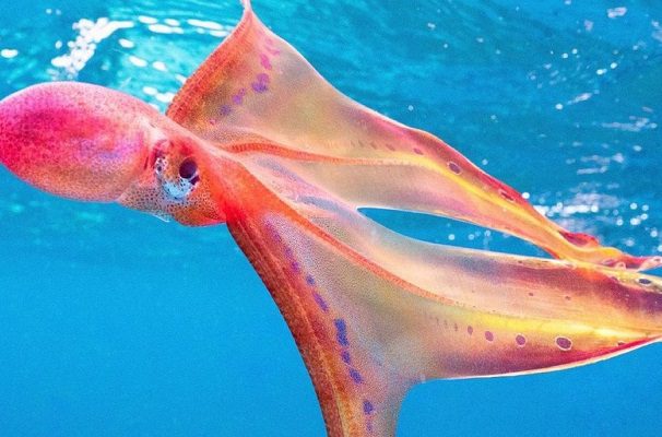 Bióloga capta a pulpo-manta que fue visto por última vez hace 20 años