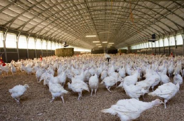 España registra un brote de gripe aviar altamente patógena