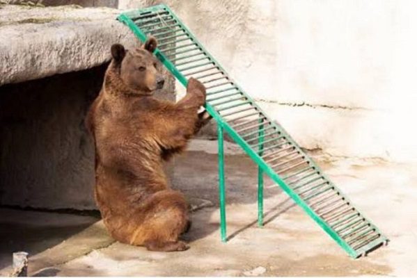 Mujer lanza a su hija a jaula de un oso, en zoológico de Uzbekistán
