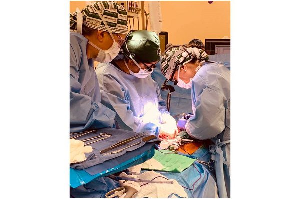 Por primera vez, logran trasplantar a un humano dos riñones de cerdo modificados