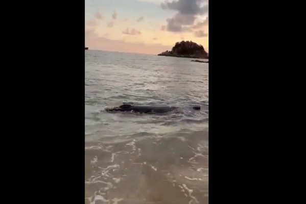Ballena bebé queda varada en playa de Acapulco #VIDEOS