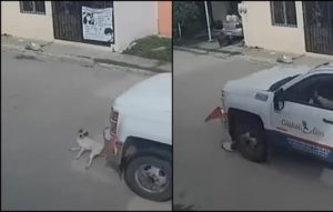 Exigen justicia por ‘firulais’, perrito arrollado por chofer de pipa en Villahermosa