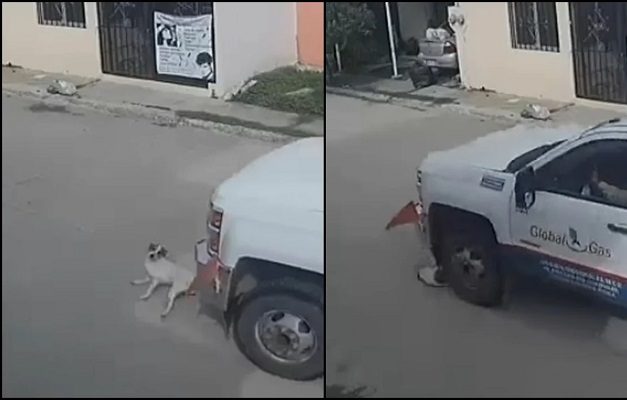 Exigen justicia por 'firulais', perrito arrollado por chofer de pipa en Villahermosa