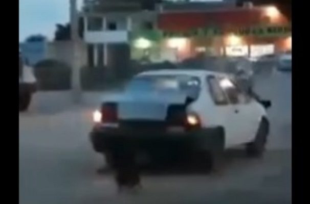 Denuncia a sujeto que amarró a perritos en defensa de auto, en Sinaloa #VIDEO
