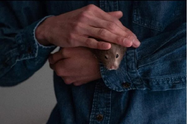 Operación hámster: buscan evitar matanza masiva en Hong Kong tras caso de COVID