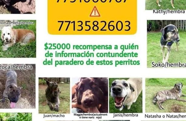 Localizan a 10 sustraídos de refugio animal por conflicto de tierras, en Hidalgo