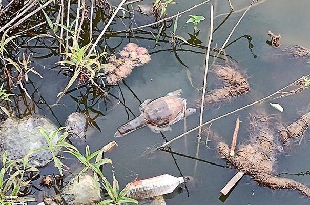 Matan a decenas de tortugas en lago de India para evitar que coman pesca ilegal