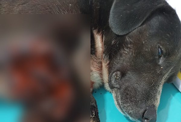 Exigen #JusticiaPaaCapulín, perrito torturado con explosivos en Hidalgo