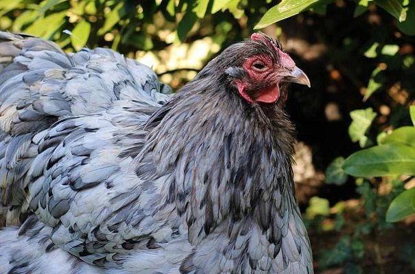Sacrifican en Italia a 18 millones de aves de corral por gripe aviar