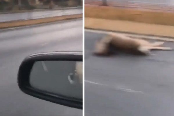 Venado muere atropellado tras escapar del Tec de Monterrey #VIDEO