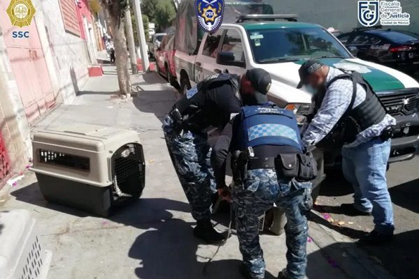 Por maltrato, rescatan a 12 perritos en la GAM y detiene a un hombre